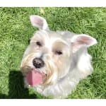 Great price & chewable