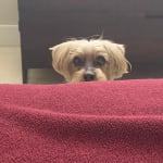 Visbiome excellent probiotic for dogs with digestive issues.