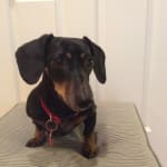 Atopica to the rescue!