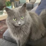 This probiotic helped my cat.