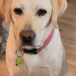 This medication really helped Willow!