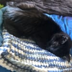 Best thing for older cats!!