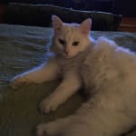 Porus One has been such a help for my cat!