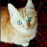 < Makes giving a cat a pill easily