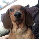 worked wonders for my dog who was newly dia