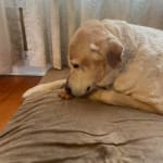 This medication helps my elderly pet