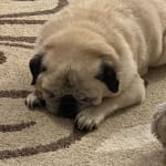 This medication helped my dog