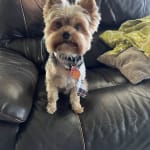 This medication help keep my dog healthy!