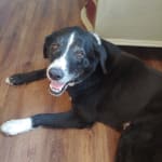 Helping my new dog get healthy!