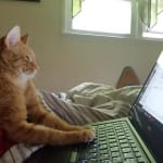 Helped with my cat's allergies