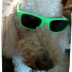 Lifesaver for my Goldendoodle