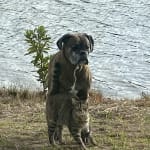 Trooper loves VETRX!