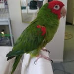 Only way to nourish our severely handicapped bird.