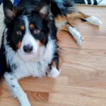 Steady and TIMELY results to protect my pup