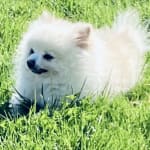 Fortiflora has helped Roscoe