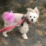 Visbiome works as expected