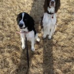 The Vet RX team was very helpful with this order