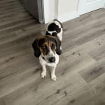 Helped My Dog's Digestive Issues