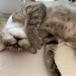 "I love Seafood Flavor Meowables!"