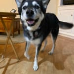 TRP-Tri-Cox helps my dogs live longer, happpier lives.