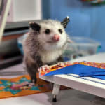 Blossom the Opossum's favorite!