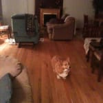 We use this product regularly on our sensitive skin Corgy