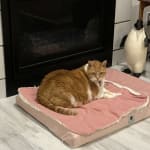 Porus One is helping Charlotte