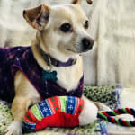 Tricky Treats are a lifesaver!