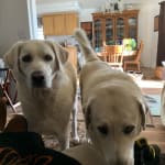 Duoclenz chews online