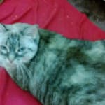 NO MORE CORNEAL ULCERS!!!!!!