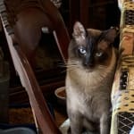 Perio Care helped heal my FIV positive kitty's gums!