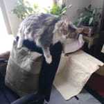 Ear wash does the job