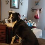 Without this my dog wouldn't be as active.