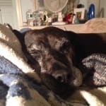 My Jes loves these chews