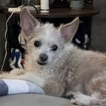 Medication has helped my pet!
