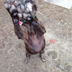 My Jes loves these chews