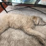 My vet recommended it and it has been amazing