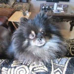 Flovent for Chronic Asthma/Bronchitis