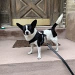 This probiotic was recommended for our dog by the vet