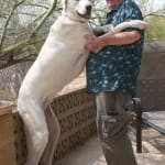 Liver enzyme balance