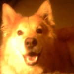 Senilife Saved My Akita and Gave Us a Miracle