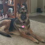 This medication helps my pet deal with her arthritis.
