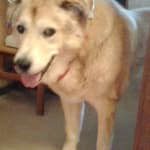 Great medicine for arthritic senior dog
