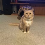 Fast and easy to order