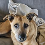 This med is absolutely critical to my dog's eyesight!