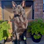 Extremely pleased with this probiotic!