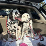 Common sense good service