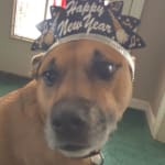 Bravecto is the best Flea and Tick medication for our baby.