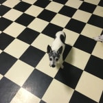 Definitely a keeper! My rat terrier loves these!