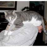 Calcitriol Oral Solution is helping Indiana Jones kidney.